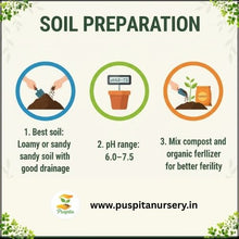 Load image into Gallery viewer, Puspita Nursery Green Squash Seeds – 10gm | High Yield Vegetable Seeds | Easy to Grow for Kitchen Garden, Balcony &amp; Terrace | Fresh Organic Green Squash (Zucchini) Seeds for Home Gardening
