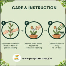 Load image into Gallery viewer, Puspita Nursery Hollyhock Mixed Flower Seeds – Multicolor Tall Blooming Plants for Garden &amp; Pots | Easy to Grow, Long Blooming Annual | High Germination Quality Seeds
