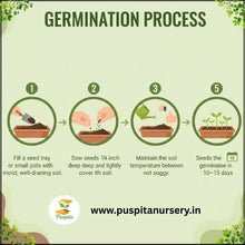 Load image into Gallery viewer, Puspita Nursery Hollyhock Mixed Flower Seeds – Multicolor Tall Blooming Plants for Garden &amp; Pots | Easy to Grow, Long Blooming Annual | High Germination Quality Seeds
