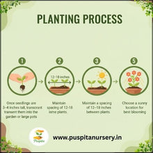 Load image into Gallery viewer, Puspita Nursery Hollyhock Mixed Flower Seeds – Multicolor Tall Blooming Plants for Garden &amp; Pots | Easy to Grow, Long Blooming Annual | High Germination Quality Seeds
