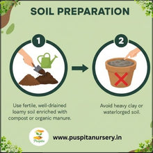 Load image into Gallery viewer, Puspita Nursery Hollyhock Mixed Flower Seeds – Multicolor Tall Blooming Plants for Garden &amp; Pots | Easy to Grow, Long Blooming Annual | High Germination Quality Seeds
