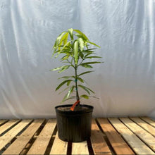 Load image into Gallery viewer, Puspita Nursery Ice Cream Mango Plant – Sweet &amp; Rare Mango Variety
