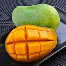 Load image into Gallery viewer, Puspita Nursery Ice Cream Mango Plant – Sweet &amp; Rare Mango Variety
