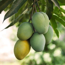 Load image into Gallery viewer, Puspita Nursery Ice Cream Mango Plant – Sweet &amp; Rare Mango Variety
