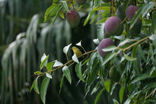 Load image into Gallery viewer, Rare Grafted Thai Purple Mango Living Plant Healthy &amp; Fresh Most Expensive Variety Gives Fruit Round the Year
