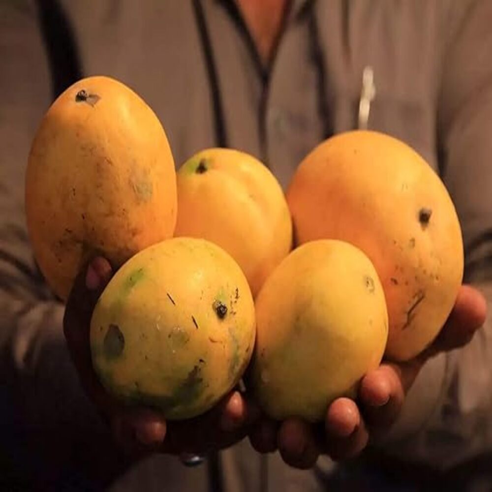 Puspita Nursery Jauhari Safeda Mango Plant