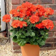 Load image into Gallery viewer, Geranium (Orange) – Plant
