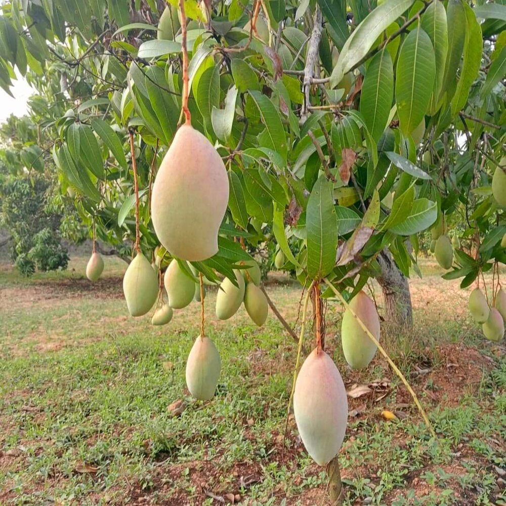 Puspita Nursery Totapuri Mango Plant