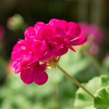 Load image into Gallery viewer, Geranium (Pink) – Plant
