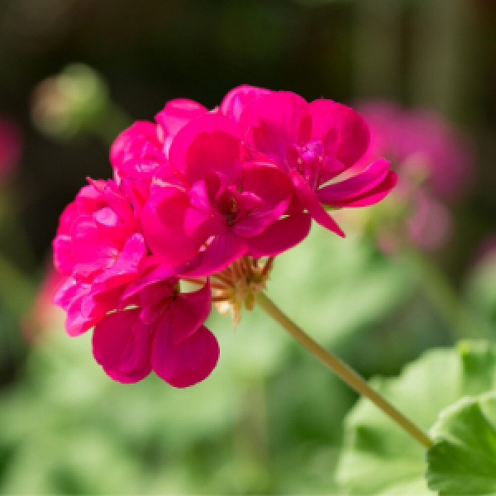 Geranium (Pink) – Plant