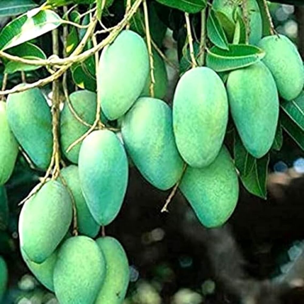 Puspita Nursery Kacha Mitha Mango Tree (Grafted)