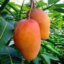 Load image into Gallery viewer, Puspita Nursery Thai Red Banana Mango Plant
