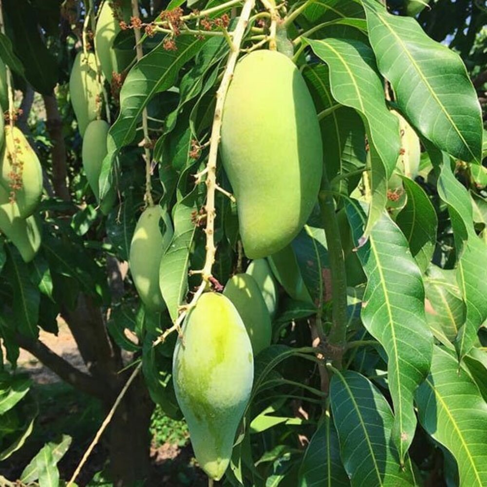 Puspita Nursery Rare Baramasi Mango Plant