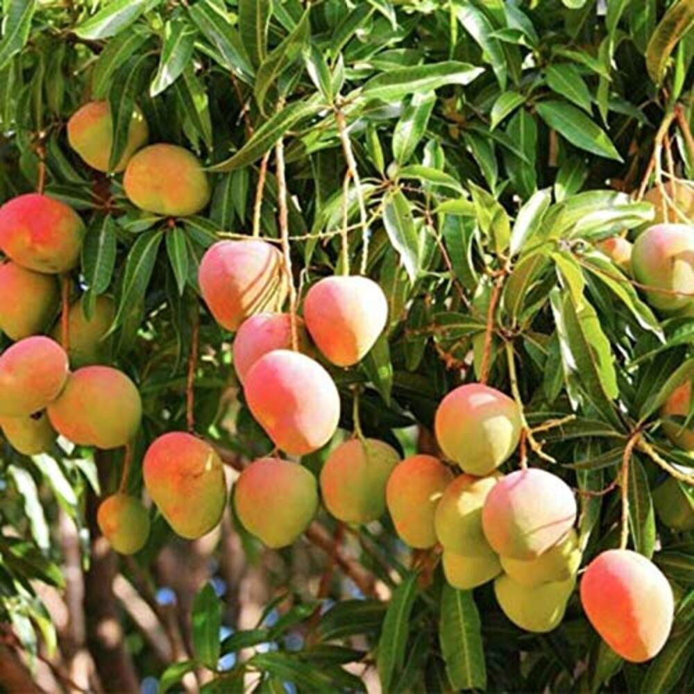 Puspita Nursery Suvarnarekha Mango Plant