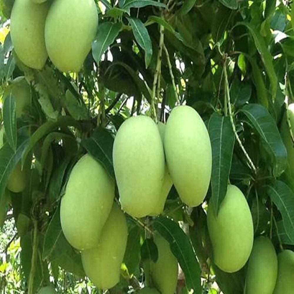 Puspita Nursery Malda Langra Mango Plant