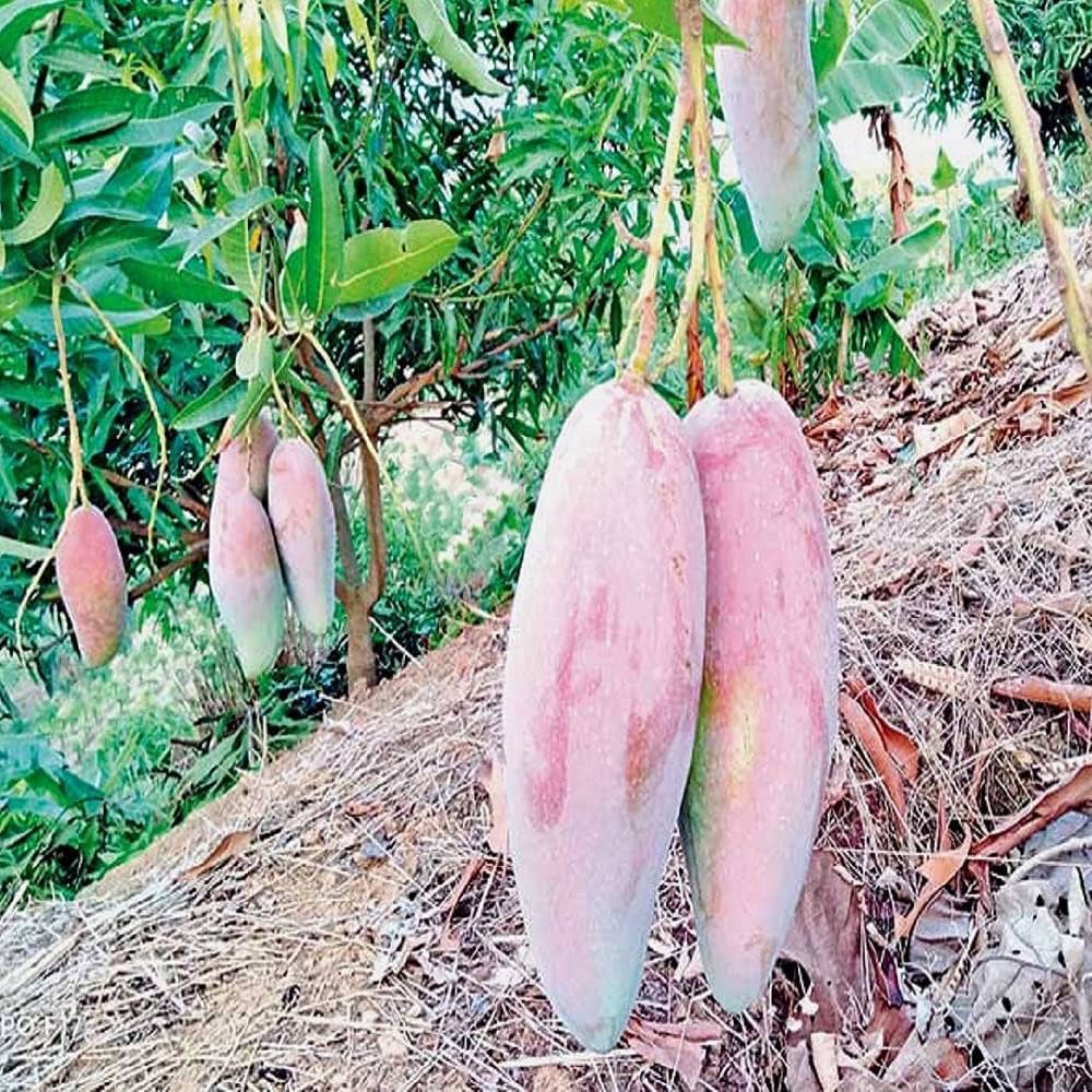 Puspita Nursery Chiang Mai Mango Plant