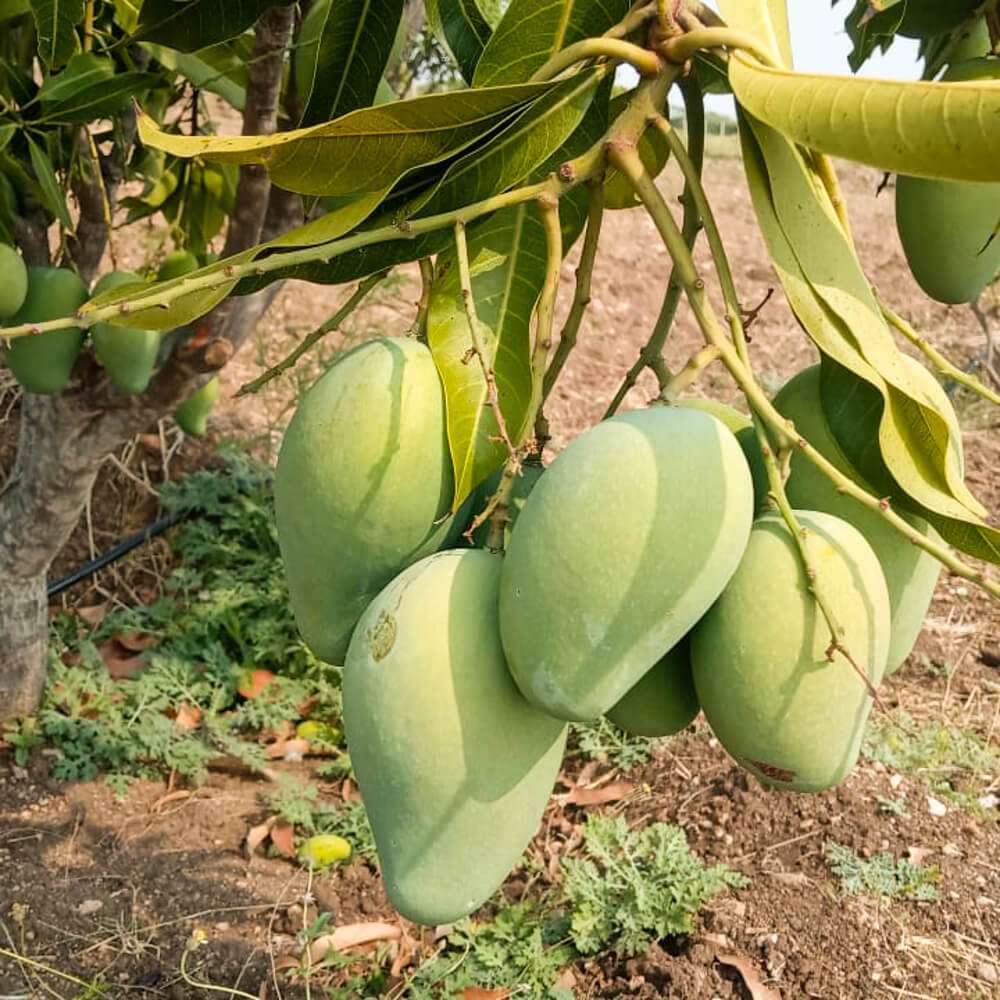 Puspita Nursery Amrapali Mango Plant – High-Yield, Deliciously Sweet K