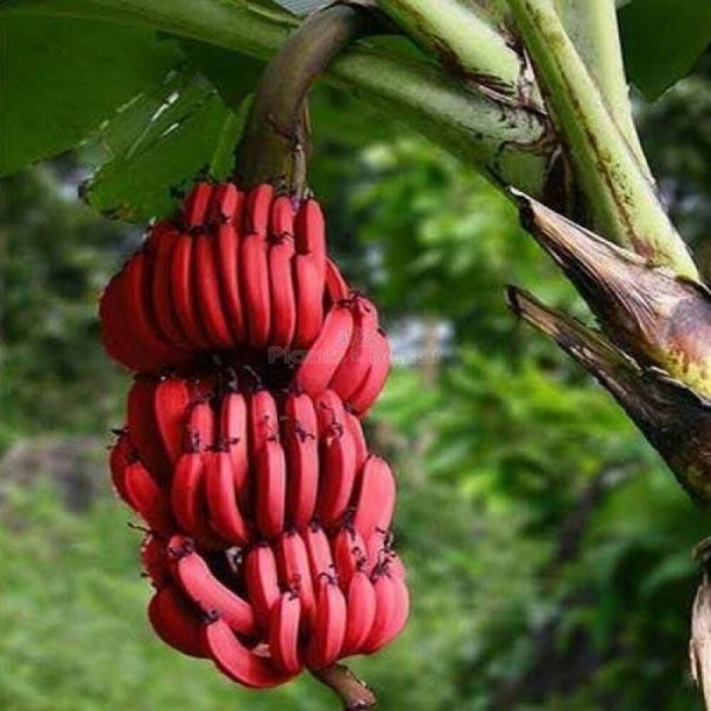 Puspita Nursery Tissu cultures Red Banana Fruit Plant