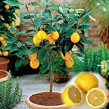 Load image into Gallery viewer, Puspita Nursery Thriving Kagzi Nimboo Plant – Lush Citrus Delight for Your Home &amp; Garden
