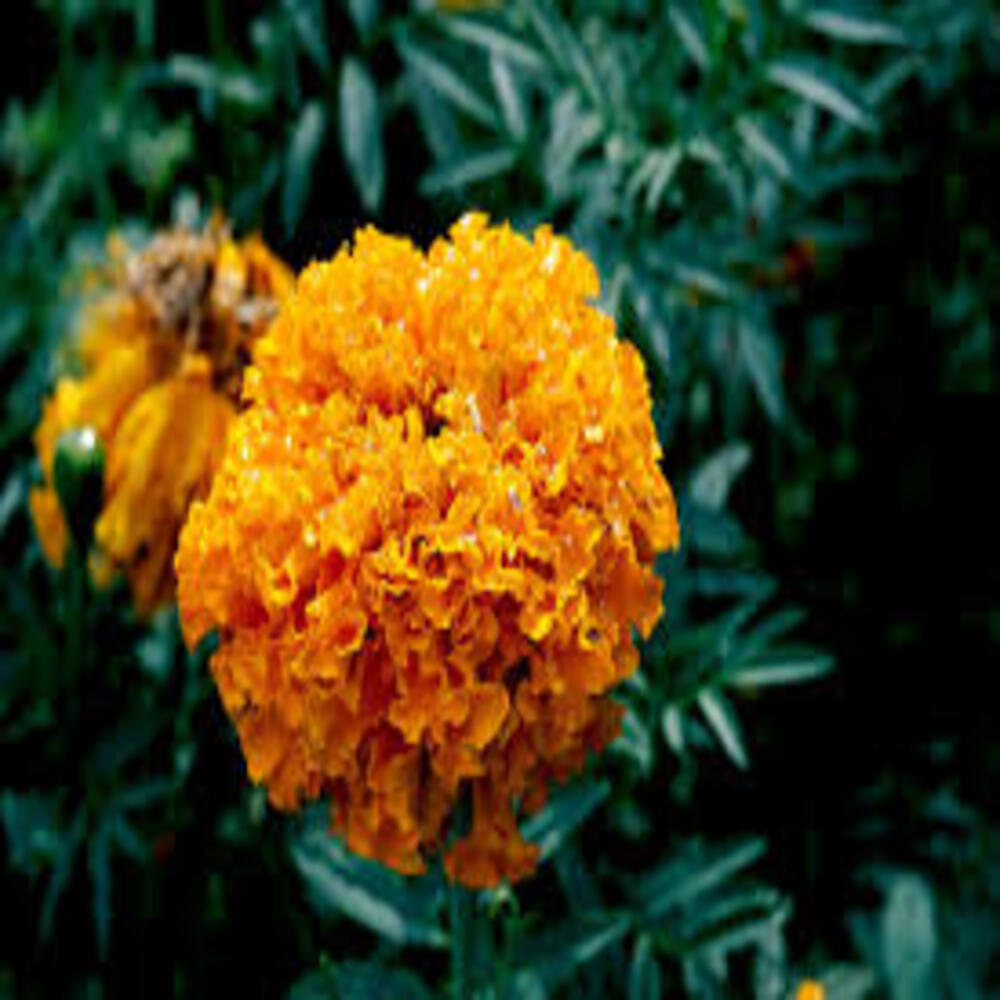 Puspita Nursery Bright Orange African Marigold Plant – Lush Blooms for Your Garden