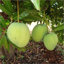 Load image into Gallery viewer, Himsagar Mango Sweet Malda Fruit Plant
