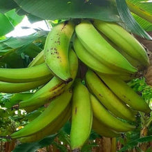 Load image into Gallery viewer, Puspita Nursery Sweet Long Banana Live Plant
