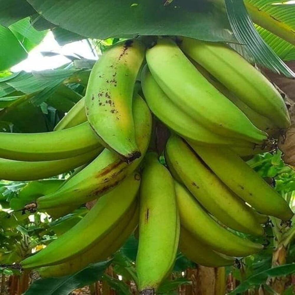 Puspita Nursery Sweet Long Banana Live Plant