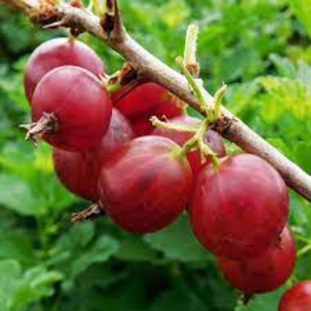 RED AMLA(AMLOKI)FRUIT PLANT