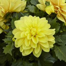 Load image into Gallery viewer, Puspita Nursery Vibrant Yellow Dahlia Plant
