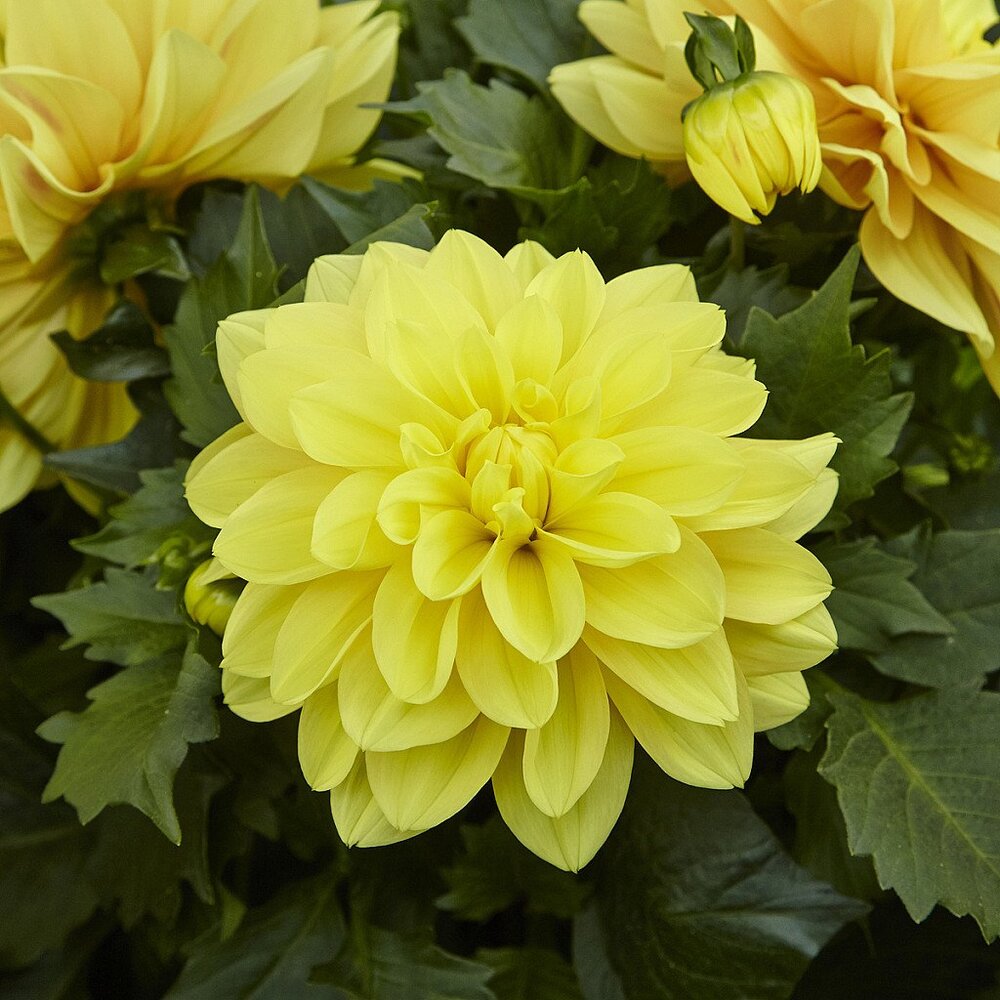 Puspita Nursery Vibrant Yellow Dahlia Plant