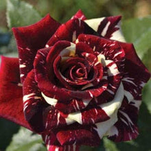 Load image into Gallery viewer, Puspita Nursery Live Abracadabra Rose Healthy Hybrid (Grafted) Live plant
