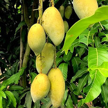 Load image into Gallery viewer, Puspita Nursery Chausa Mango Tree Very Sweet &amp; Juicy Live Plant
