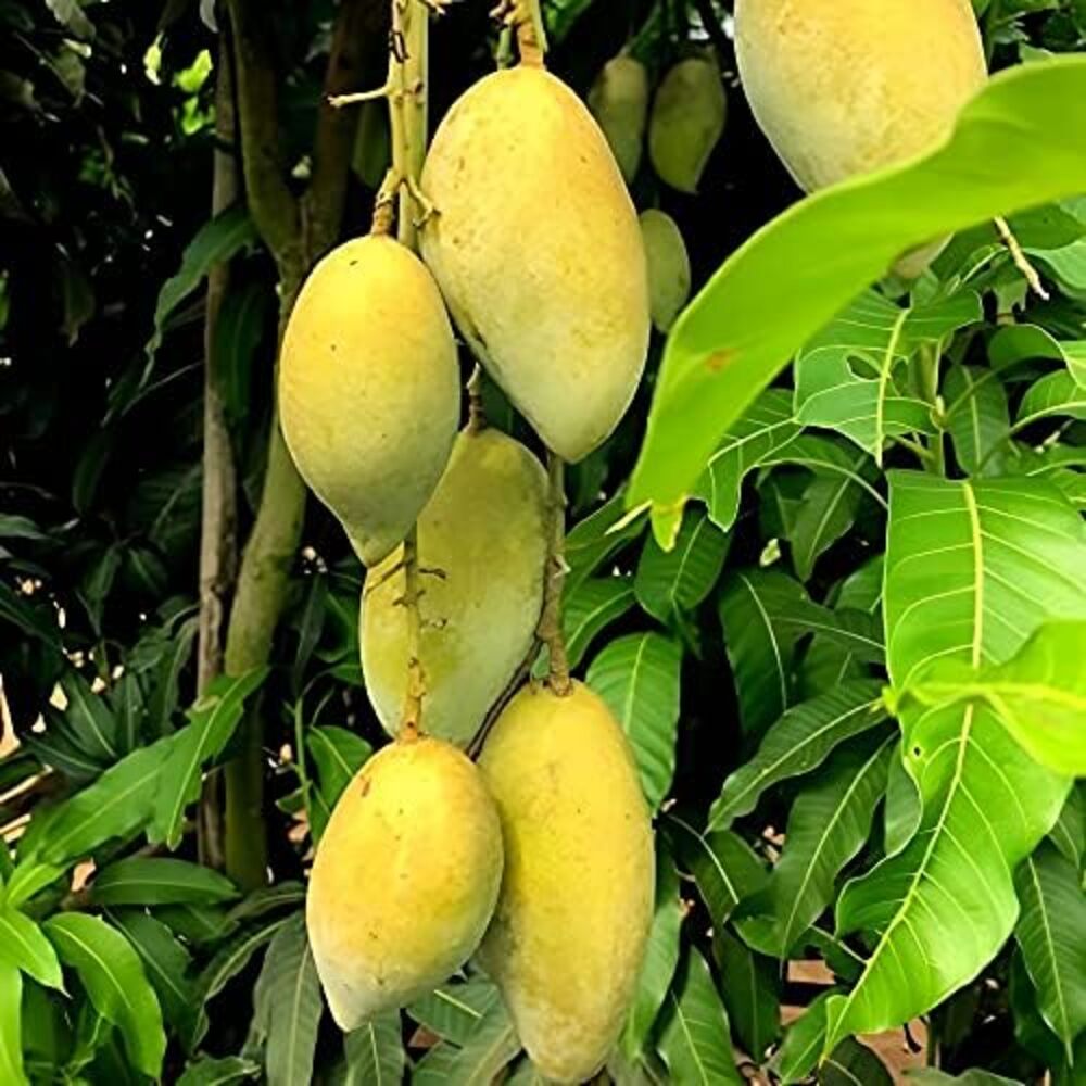 Puspita Nursery Chausa Mango Tree Very Sweet & Juicy Live Plant