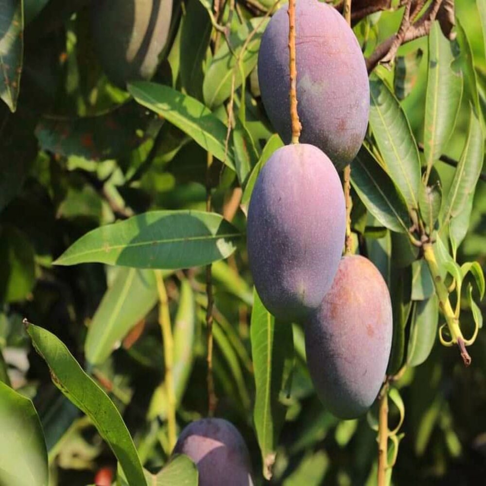 Puspita Nursery Tommy Atkins Mango Plant Exotic Variety of Broward County, Florida.