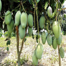 Load image into Gallery viewer, Puspita Nursery Sweet Katimon Mango Plant All Time Fruiting
