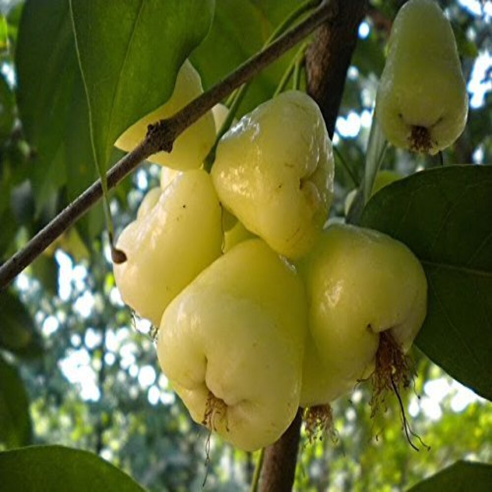 Puspita Nursery White Water Apple Jamrul, Amrool Live Plants for Home