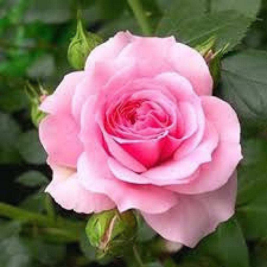 Rose (Pink) – Plant