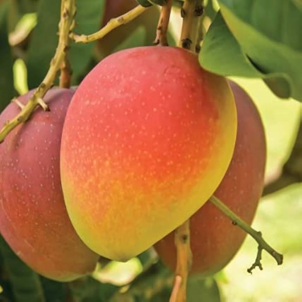 Puspita Nursery Lal Pari Mango Plant Unique Variety