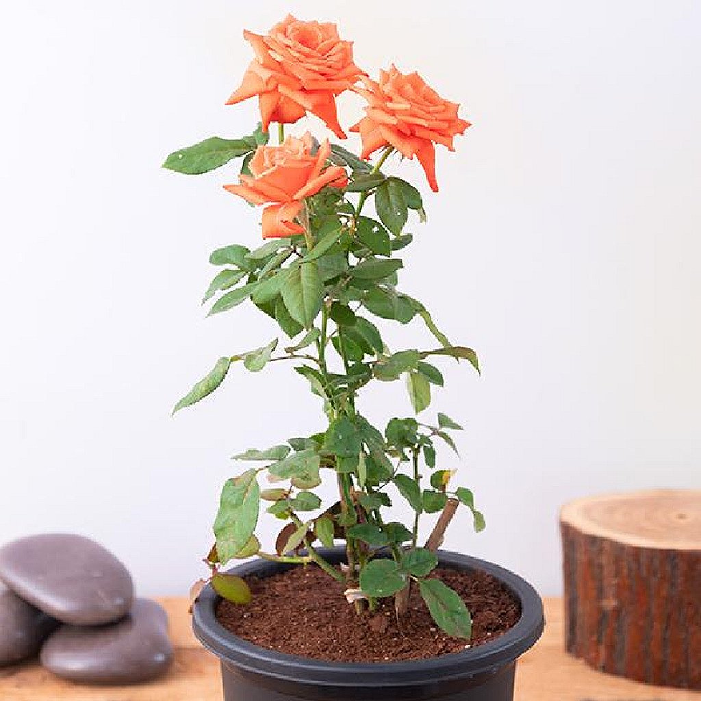 Rose (Orange) – Plant