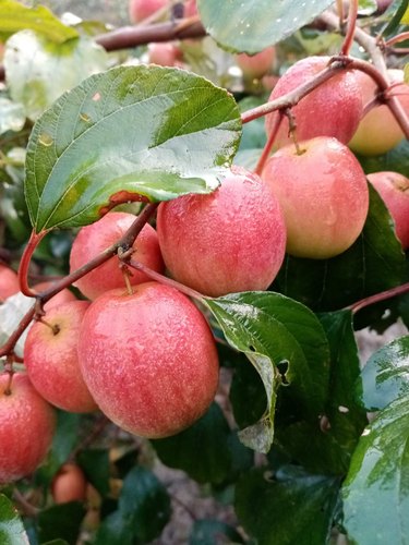 Grafting All Time Red Apple Ber- Fruit Plants