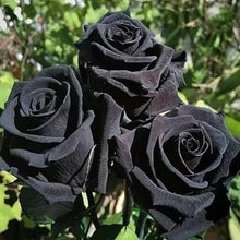 Load image into Gallery viewer, Puspita Nursery Hybrid Black Rose Flower Plant
