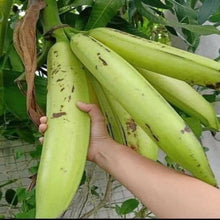 Load image into Gallery viewer, Puspita Nursery Sweet Long Banana Live Plant
