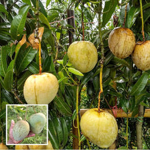 Load image into Gallery viewer, Puspita Nursery Bari 4 Mango Plant Dwarf &amp; Grafted
