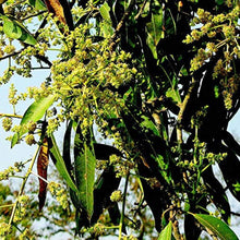 Load image into Gallery viewer, Puspita Nursery Suvarnarekha Mango Plant
