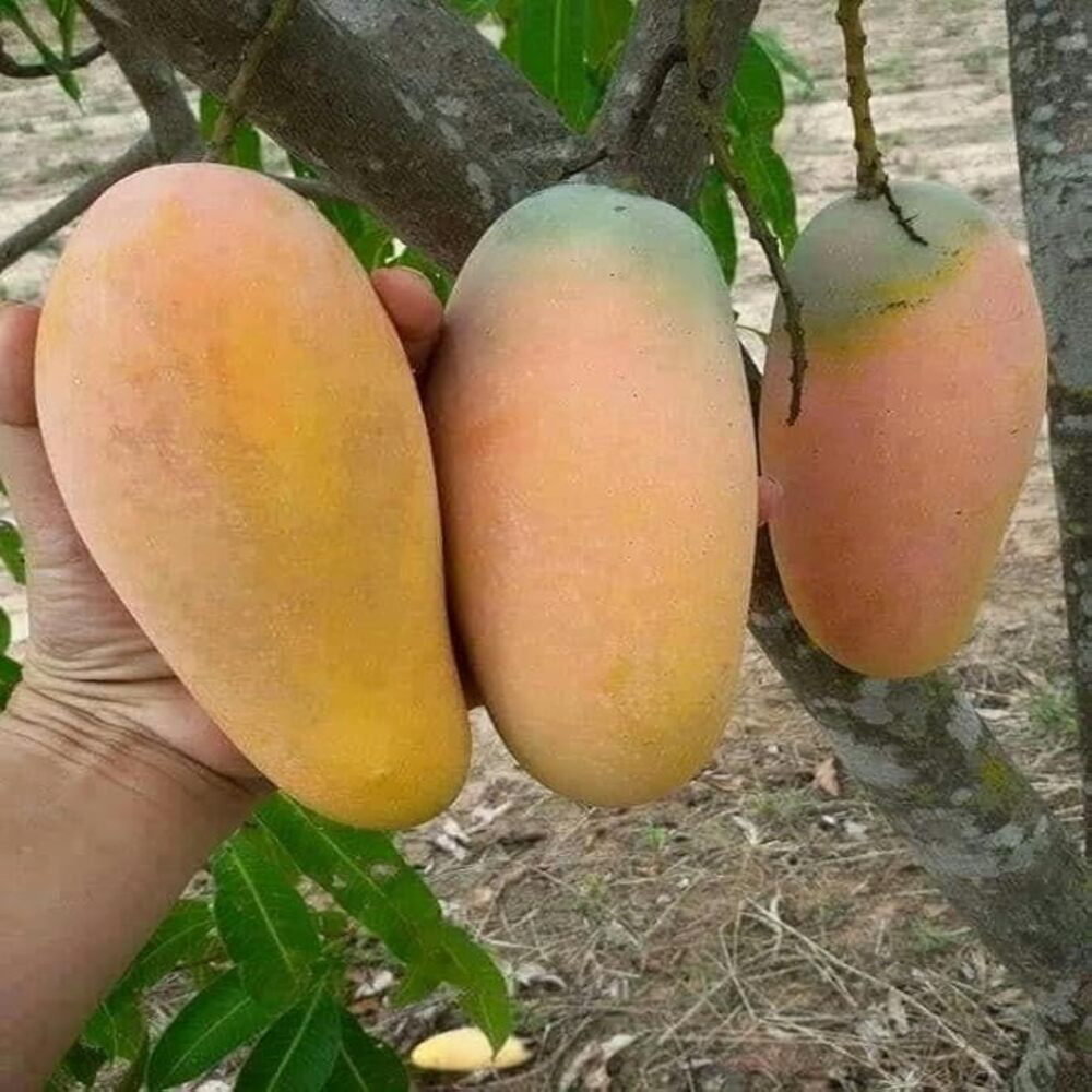 Puspita Nursery Bari-11 Variety Mango Fruit Plant Grafted