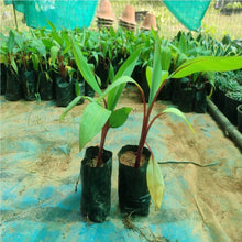 Load image into Gallery viewer, Puspita Nursery Tissu cultures Red Banana Fruit Plant
