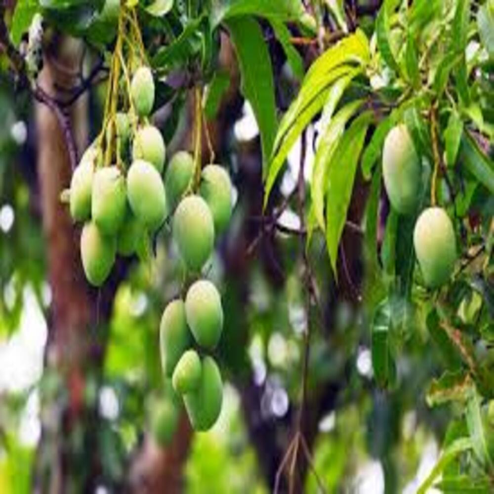 Puspita Nursery Dashari (Dussehri) Mango Plant