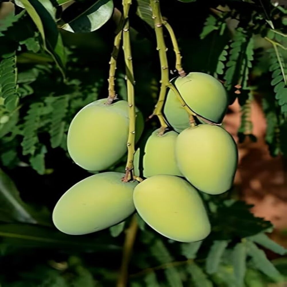 Puspita Nursery Rajapuri Mango Tree(Grafted)