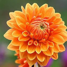 Load image into Gallery viewer, Puspita Nursery Glorious Orange Dahlia Plant For Home Garden
