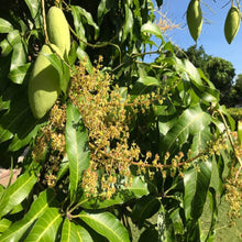 Load image into Gallery viewer, Puspita Nursery Honeydew Mango Plant
